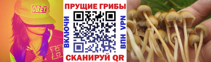 Псилоцибиновые грибы MAGIC MUSHROOMS магазин продажи наркотиков Курганинск